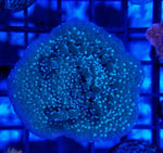 Purple Rim  Montipora Undata