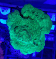 Neon Green Leptoseris Coral