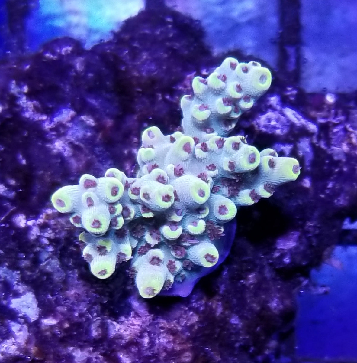 Pink Floyd Acropora – Deep Blue Aquarium