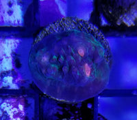 Superman Chalice Coral