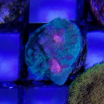 Superman Chalice Coral