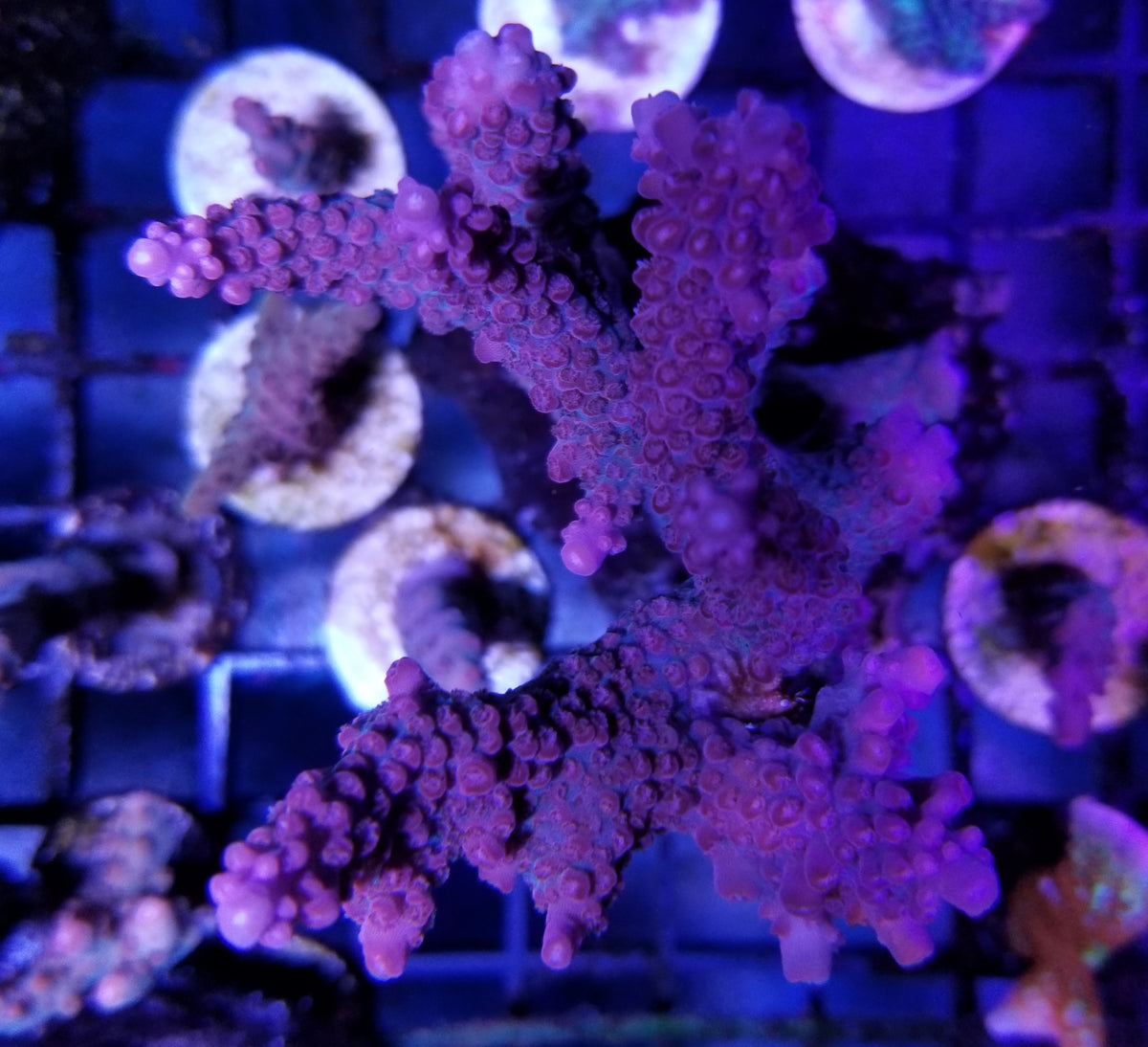 Strawberry Lemonade Acropora – Deep Blue Aquarium