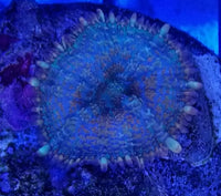 Aquamarine Bullseye Mushroom