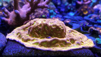 Jack-o-Lantern Leptoseris Coral