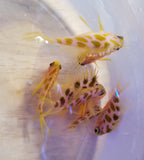 Borbonius Anthias AKA Blotchy