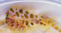 Borbonius Anthias AKA Blotchy