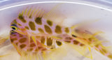 Borbonius Anthias AKA Blotchy