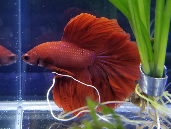 Halfmoon Super Red Rose Petal Male Betta 913