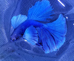 Dumbo Betta 103