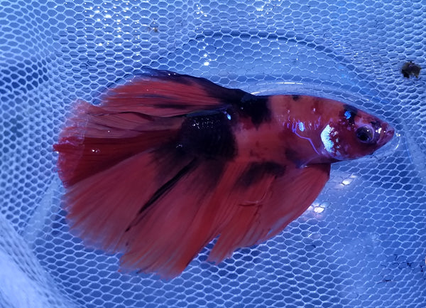 Halfmoon Galaxy Male Betta 912