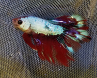 Halfmoon Galaxy Male Betta 905