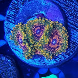 Grand Master Krakatoa Zoanthids