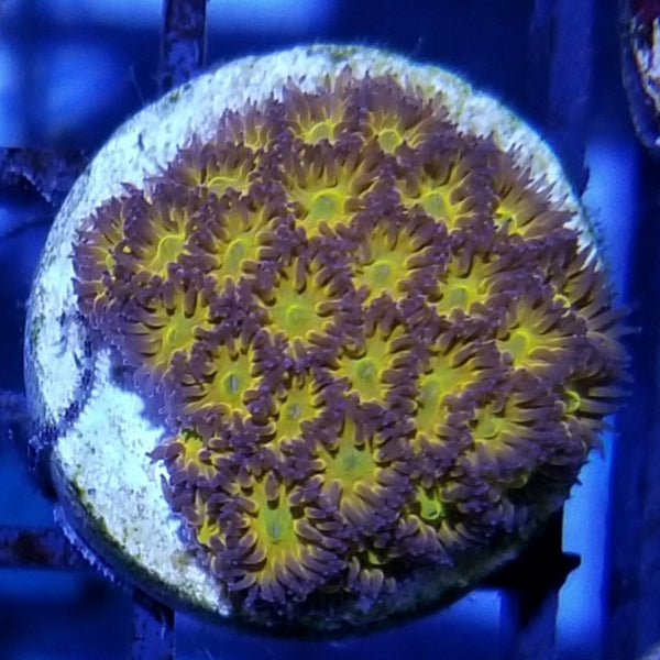 Honeycomb Leptastrea