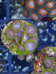 KBG(Kentucky Blue Grass) Zoanthids