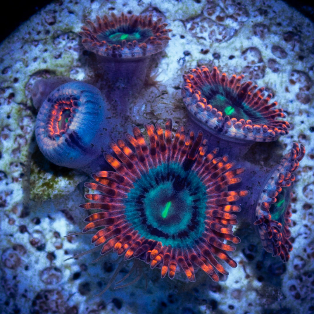 Utter Peace Zoanthids – Deep Blue Aquarium