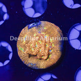 Jack-o-Lantern Leptoseris Coral