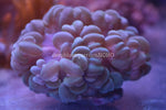 Cat Eye Bubble Coral