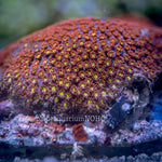 Red and Yellow Goniopora