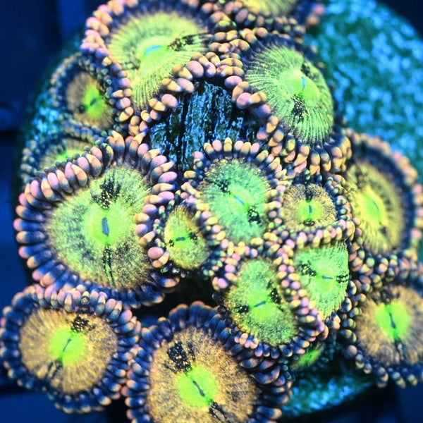 Mohican Sun Zoanthids
