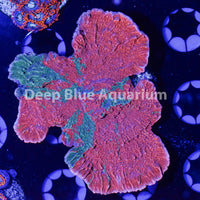 Grafted  Montipora
