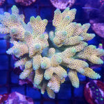 Gold Flake Millepora Acropora sp.