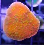 Starburst  Montipora