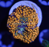 Ricordea Orange Mushroom