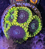 Yoda Zoanthids