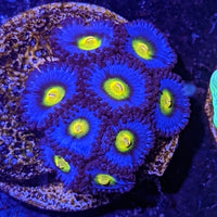 AOI Zoanthids