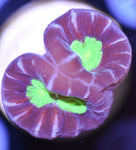 Purple Candycane Coral