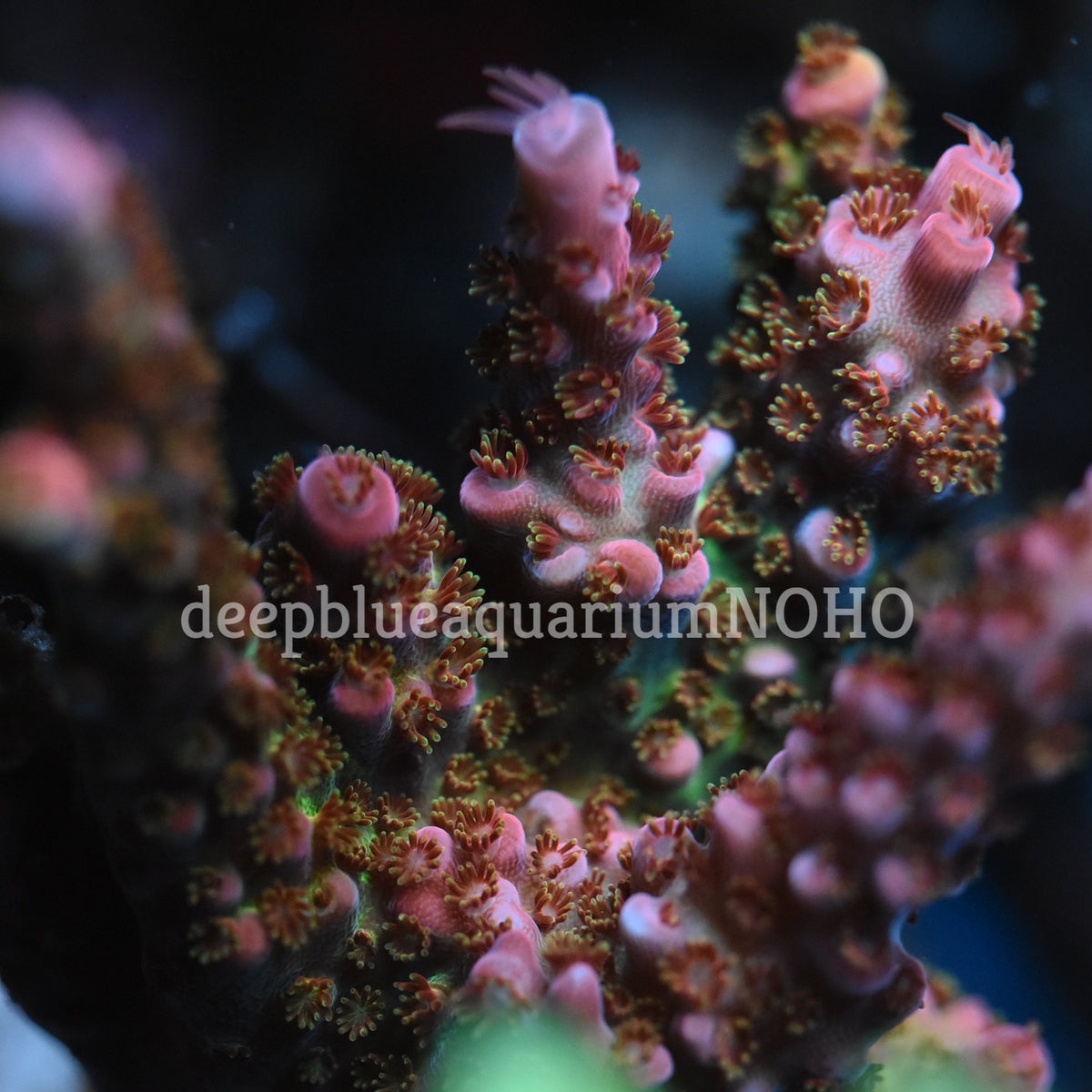 Rommel's Rainbow Millepora Acropora sp. – Deep Blue Aquarium