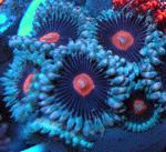 MaryJane Zoanthids