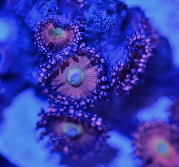 Playboy Bunny Zoanthids