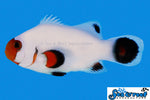 Wyoming White Clownfish